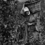 CONFERENCIA: Mujeres y cosecheras en la historia del Rioja